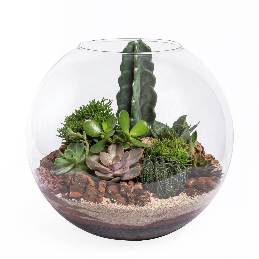 TERRÁRIO DE SUCULENTAS NO AQUÁRIO MAX