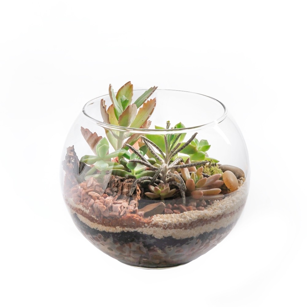 TERRÁRIO DE SUCULENTAS NO AQUÁRIO M