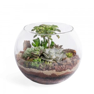 TERRÁRIO DE SUCULENTAS NO  AQUÁRIO G